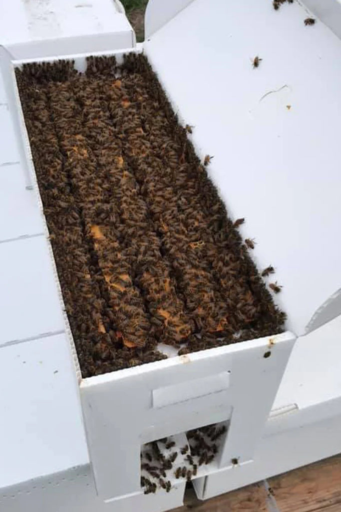 SPECIAL! Pre-Order Spring Nuc - Pol-Line 2.2 w/ Mated VSH Queen – My ...